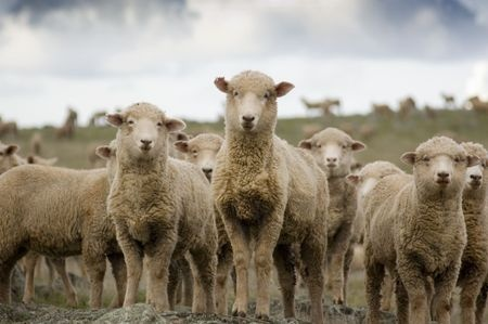 Sheep mob herd justice social media