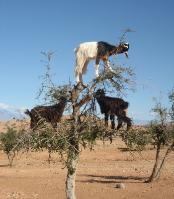 Goats in a Tree - Be Useful