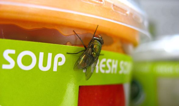 Fly on Soup - Business Lessons