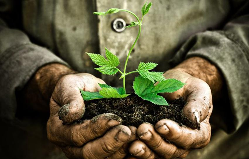 Survive to Thrive - Plant Growing in Hands