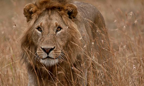 Lion Listening in Africa