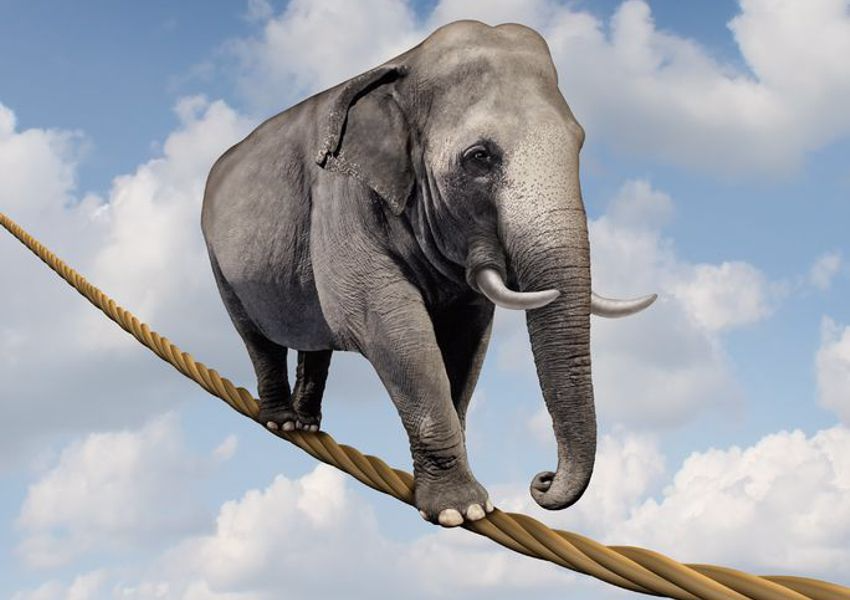 Elephant on Tightrope - Balance