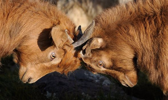 Winning-Competition-Leadership-and-Goats-Butting-Heads