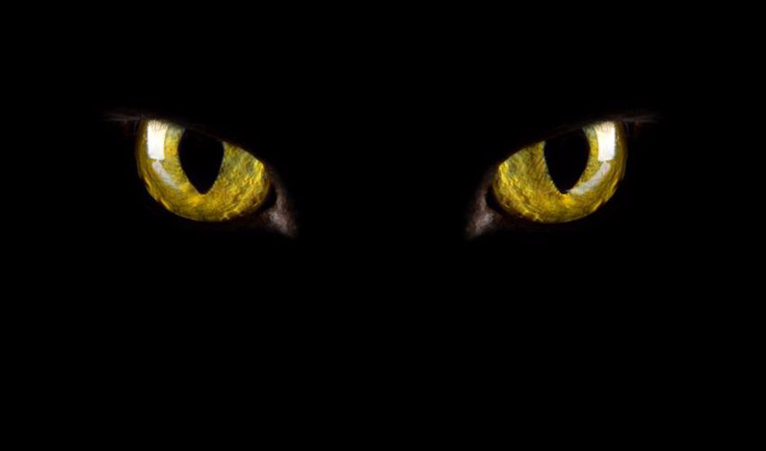 Spooky black cat eyes
