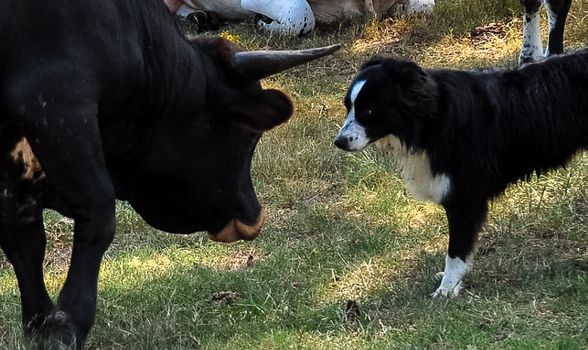 Dog Annoying the Bull