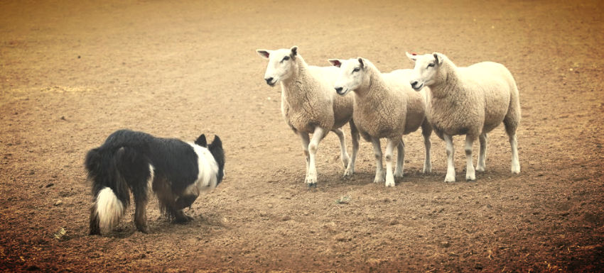Herding Sheep - Marketing and Sales