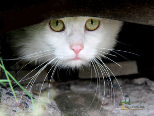 Cat Watching