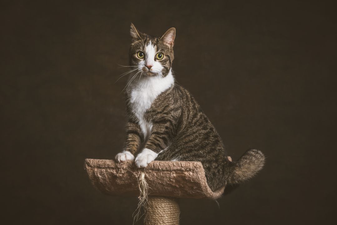 Maslow's Cat Sitting on Post - Top of Hierarchy